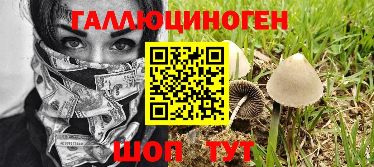 Галлюциногенные грибы Psilocybe Магадан